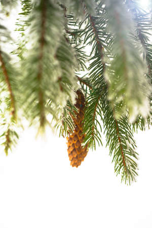 Fir branch on snow. Winter mood. Soon the New Yearの写真素材