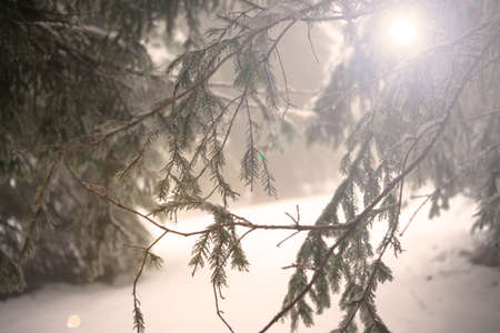 Fir branches covered with snow. Winter forest.の写真素材