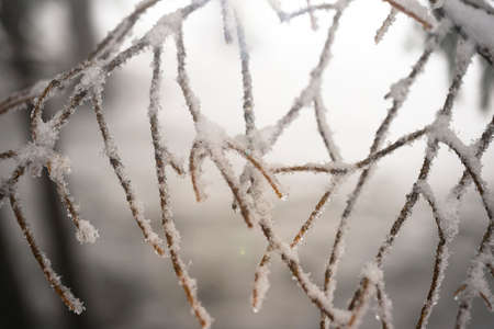 Fir branches covered with snow. Winter forest.の写真素材