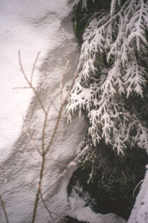 Fir branches covered with snow. Winter forest.の写真素材