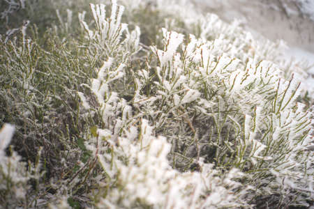 Fir branches covered with snow. Winter forest.の写真素材
