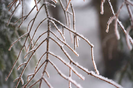 Fir branches covered with snow. Winter forest.の写真素材