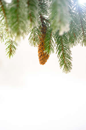 Fir branch on snow. Winter mood. Soon the New Yearの写真素材