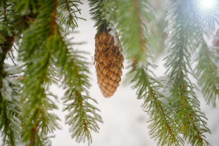 Fir branch on snow. Winter mood. Soon the New Yearの写真素材