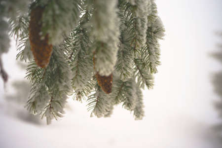 Fir branch on snow. Winter mood. Soon the New Yearの写真素材