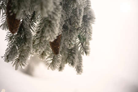 Fir branch on snow. Winter mood. Soon the New Yearの写真素材