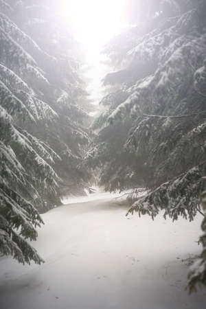 Fir branches covered with snow. Winter forest.の写真素材