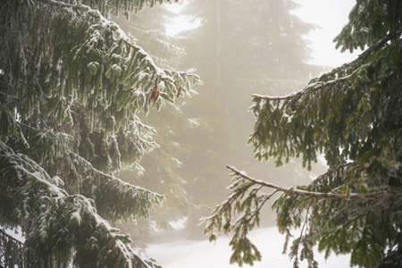 Fir branches covered with snow. Winter forest.の写真素材