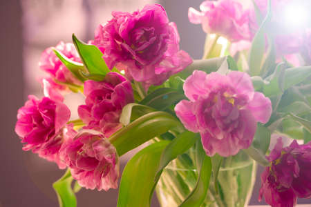 Beautiful flowers, peonies.Closeup of beautiful pink Peonie flower.の写真素材