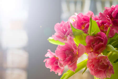 Beautiful flowers, peonies.Closeup of beautiful pink Peonie flower.の写真素材