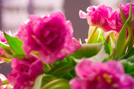 Beautiful flowers, peonies.Closeup of beautiful pink Peonie flower.の写真素材