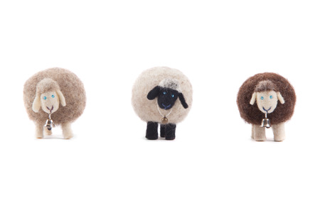 Sheep on a white backgroundの写真素材