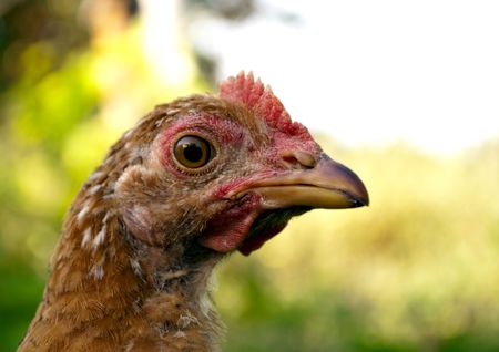 Beautiful young chicken in the yard on a background of greenの写真素材