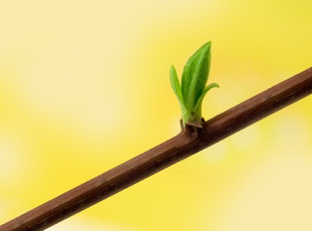 Spring leaves on yellowの写真素材