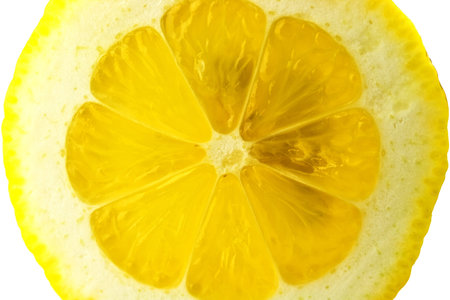Slice of lemonの写真素材