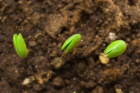 Three small plant of soyの写真素材