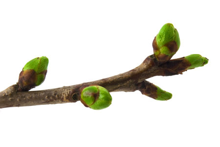 Cherry buds