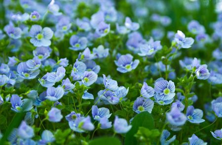 Blue small flowersの写真素材