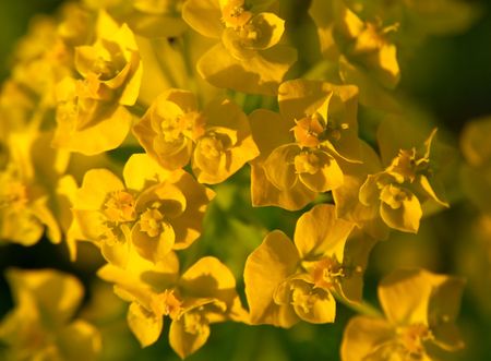 Yellow flowersの写真素材
