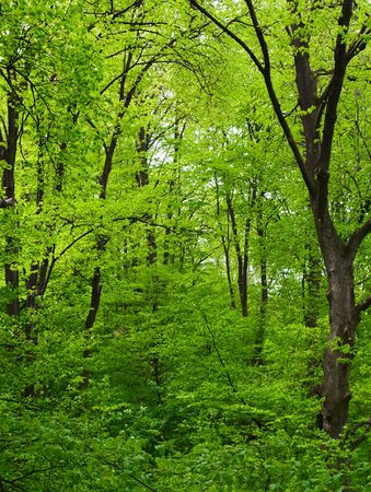 Green trees in the forestの写真素材
