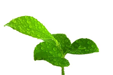 Small orange treeの写真素材