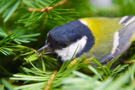 Small blue titmouse on pine treeの写真素材