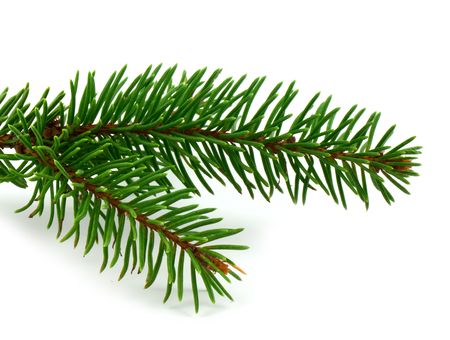 Pine tree branch isolated on white backgrond.の写真素材