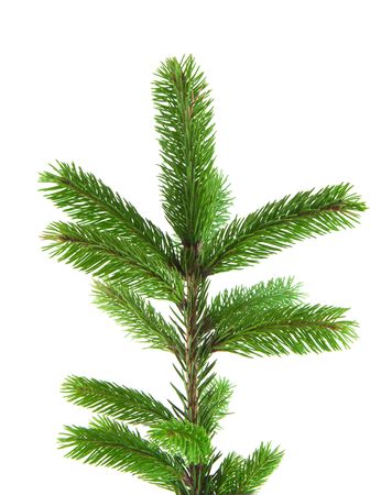 Pine fur tree branch isolated on white for Christmas decorationの写真素材