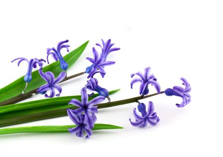 Small blue flowers isolated on white backgroundの写真素材