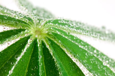 Green leaf isolated on white backgroundの写真素材