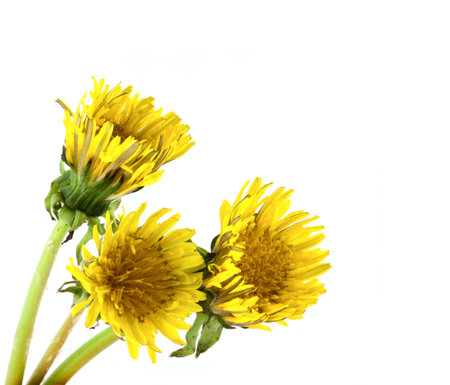 Dandelion isolated on whiteの写真素材