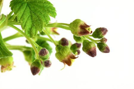 Currant branch isolated on whiteの写真素材