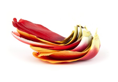 Heap of tulip petals isolated on whiteの写真素材