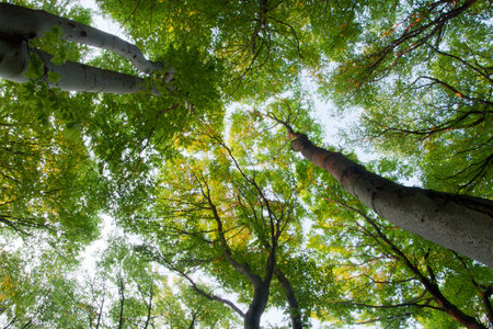 The green beeches trees top
