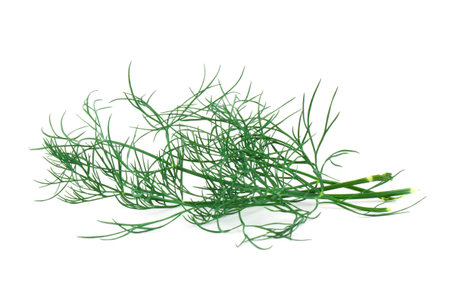 Dill leaf isolated on white backgroundの写真素材