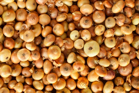 onion background close-up studio shot の写真素材