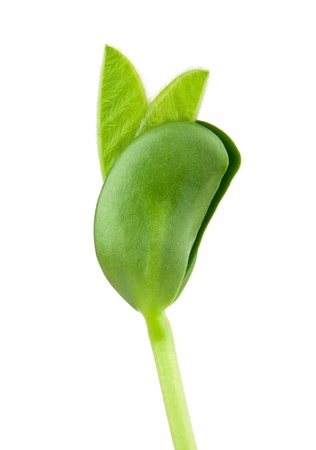 Soybean seeding isolated on white backgroundの写真素材