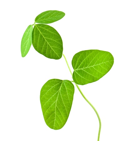 Fresh soy leaves isolated on whiteの写真素材