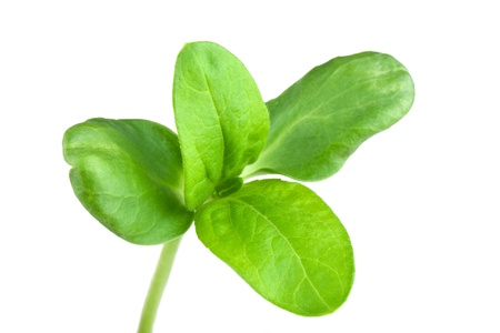 Green sprouts of sumflowerの写真素材