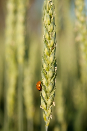 Red ladybug on the wheat の写真素材