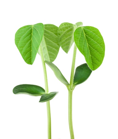 Two soy plants isolated on white backgroundの写真素材
