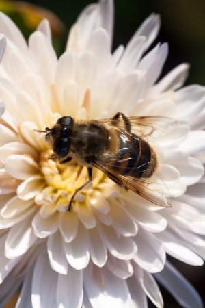 White chrysanthemum and beeの写真素材