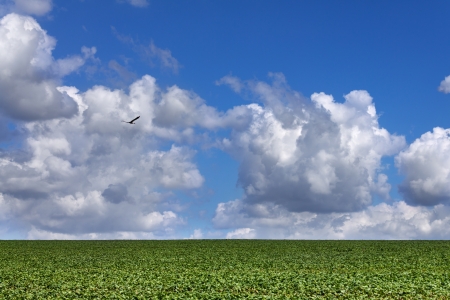 Soybean Field in sunny dayの写真素材