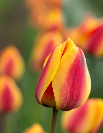 Red and yellow tulip flowersの写真素材