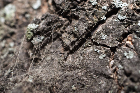 The web torn and dusty, on a background of a bark of a birch