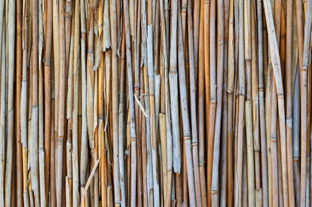 Dry stalks of a reed which can be used as a backgroundの写真素材