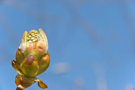 The dismissed kidney of a chestnut on a background of the dark blue sky