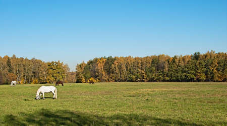 The horses grazed on a meadow on a background of a grove and the skyの写真素材