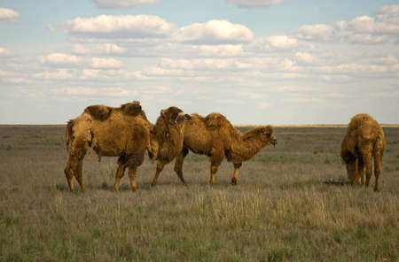 Camels in steppeの写真素材