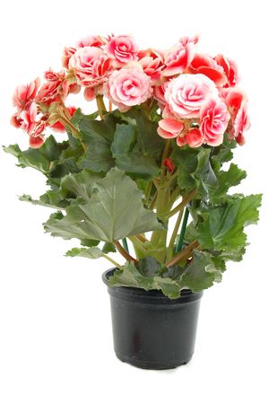 Begonia flowering plant -  Begoniaceae .の写真素材
